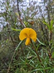 Gompholobium latifolium