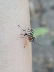 Aedes triseriatus