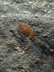 Enchiridium