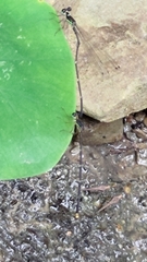 Coeliccia flavicauda