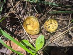 Truncocolumella citrina