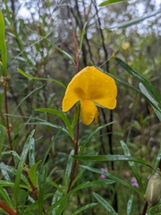 Gompholobium latifolium