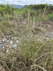 Eragrostis ciliaris