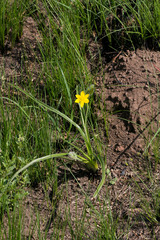 Hypoxis acuminata