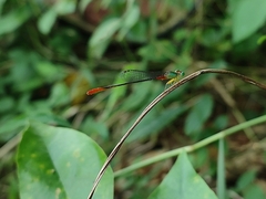 Ceriagrion cerinorubellum