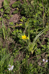 Hypoxis acuminata