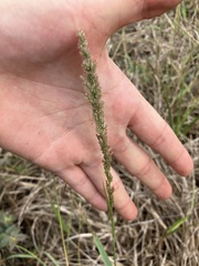 Eragrostis ciliaris