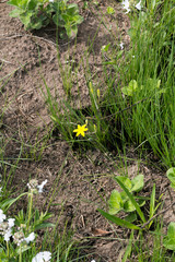 Hypoxis argentea