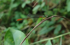 Ceriagrion cerinorubellum