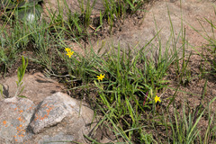 Hypoxis argentea