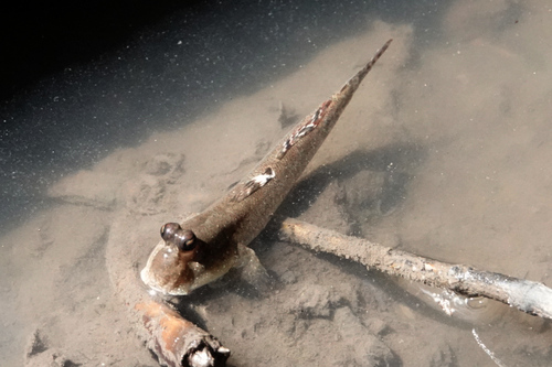 Minute mudskipper (Periophthalmus minutus) — Gobiidae — 3