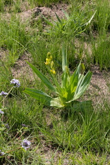 Hypoxis colchicifolia
