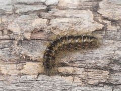 Acronicta auricoma
