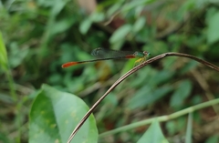 Ceriagrion cerinorubellum
