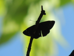 Erynnis zarucco