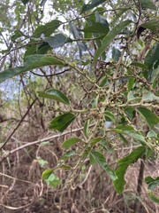 Glochidion philippicum