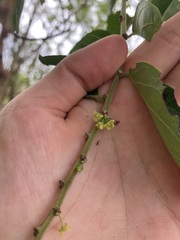 Glochidion philippicum