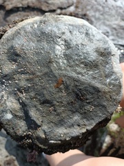 Enchiridium
