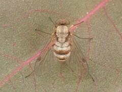 Chrysopilus