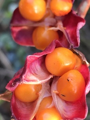 Chasmanthe aethiopica