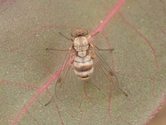 Chrysopilus
