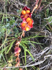 Chasmanthe aethiopica