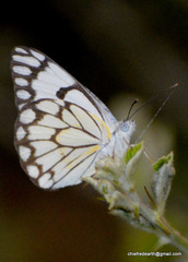 Belenois aurota