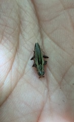 Navomorpha sulcata