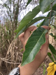 Glochidion philippicum