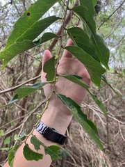 Glochidion philippicum