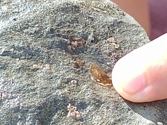 Enchiridium