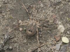Odiellus spinosus
