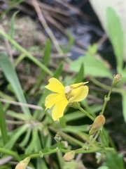 Goodenia gracilis