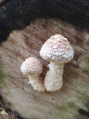 Armillaria borealis