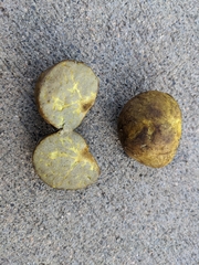 Truncocolumella citrina