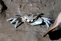 Macrophthalmus pacificus