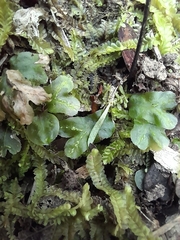 Symphyogyna hymenophyllum