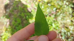 Monarda