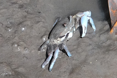 Macrophthalmus pacificus