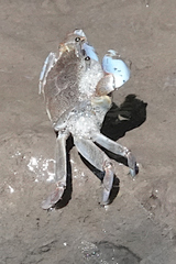 Macrophthalmus pacificus