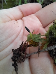 Symphyogyna hymenophyllum