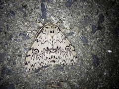 Lymantria minomonis