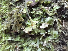 Symphyogyna hymenophyllum