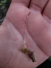 Symphyogyna hymenophyllum