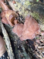 Auricularia