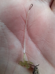 Symphyogyna hymenophyllum