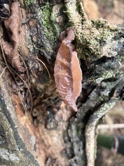 Auricularia