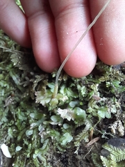 Symphyogyna hymenophyllum