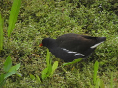 Gallinula chloropus chloropus