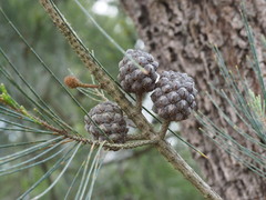 Allocasuarina littoralis
